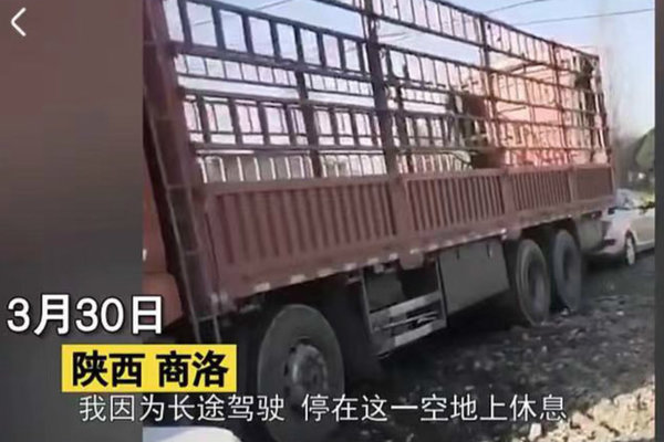 货车侧翻压倒树 树主人:先拿30万元押金