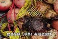 樱桃走绿通不免费？理由让卡友非常困惑