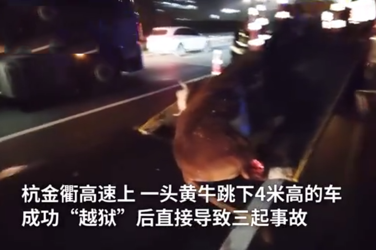 黄牛跳下货车致一劳斯莱斯损失30万元