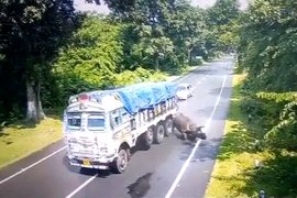 惊险！印度一超速卡车与大块头犀牛相撞
