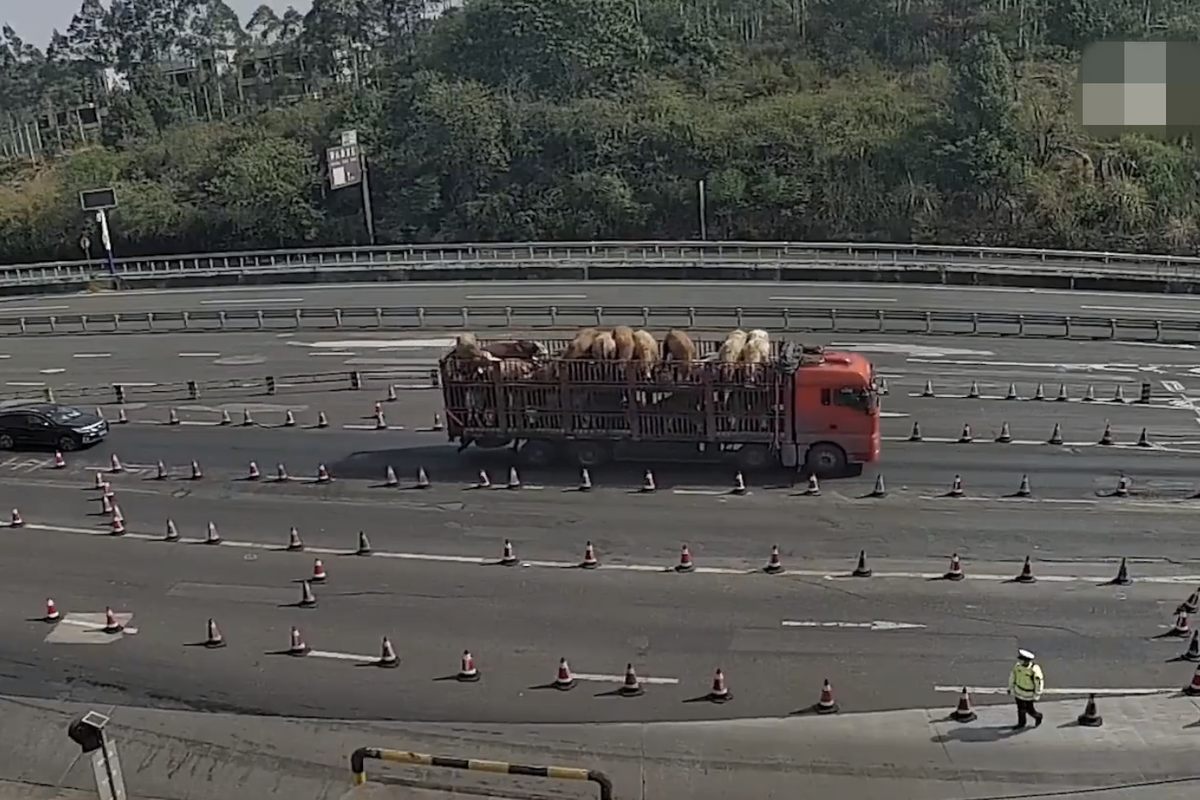 'ţƢ��'��ţ���»���&nbsp;��æЭ���һ�