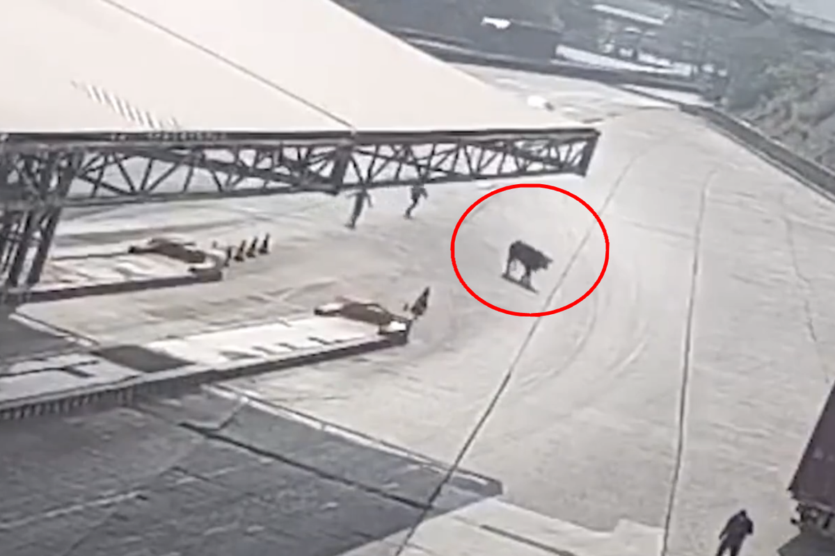 'ţƢ��'��ţ���»���&nbsp;��æЭ���һ�