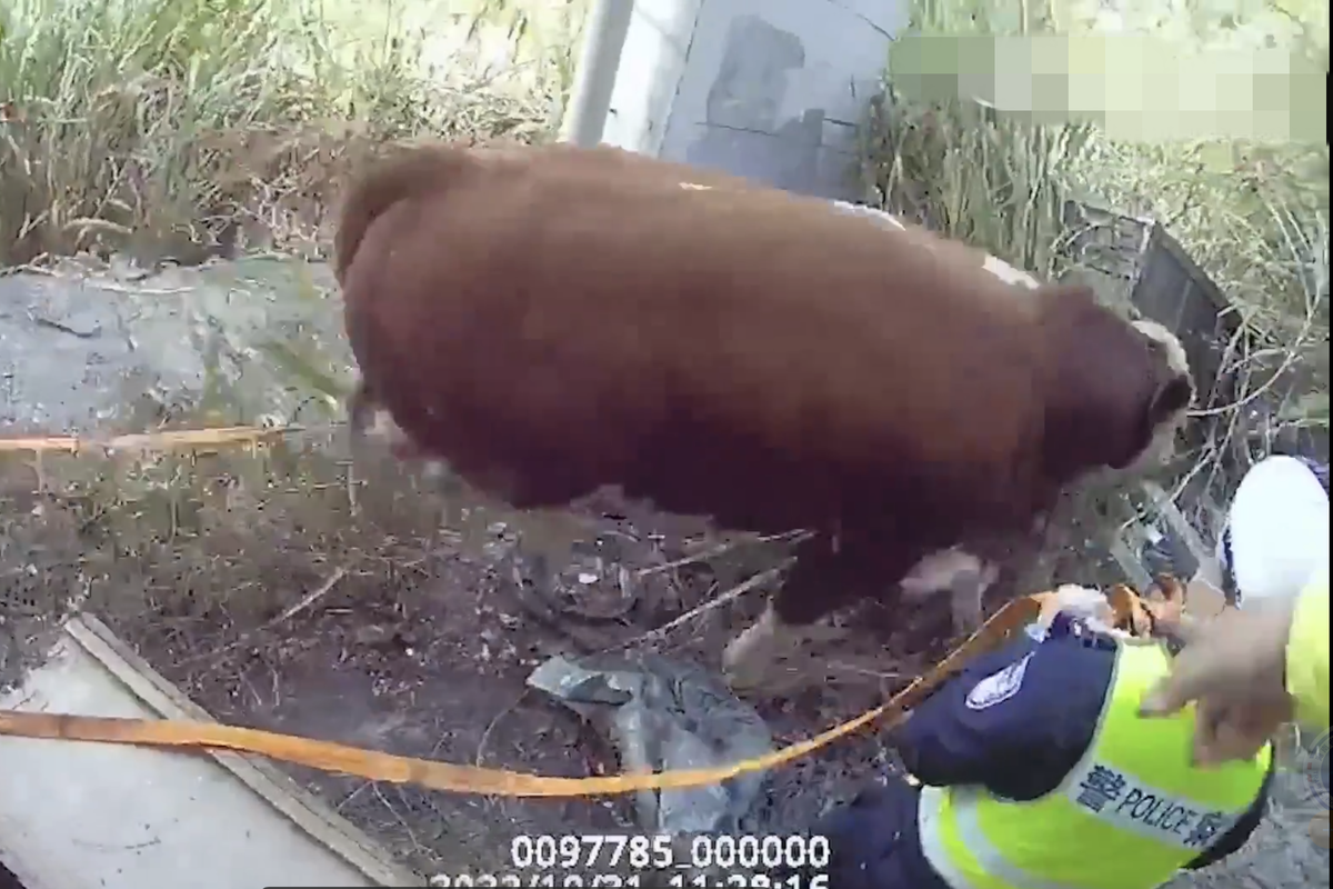 'ţƢ��'��ţ���»���&nbsp;��æЭ���һ�