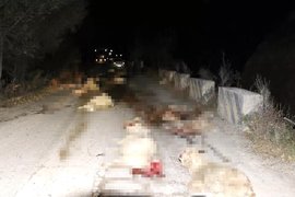 刹车失灵 货车失控撞死33只羊 现场惨烈