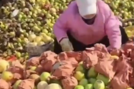 卡友曝食品厂用烂水果做罐头 厂家否认：烂梨是熬梨膏的
