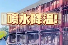 怕猪中暑 消防15分钟抵达现场喷水救整车猪