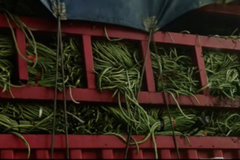 ȫɽ����ͣ���Ǵ��������������ͷ��