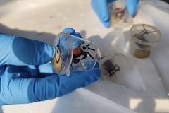 �ֲ���������5380ֻ��Ѫ��з�뾳����