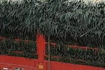 葱叶超宽额外缴费?收费站标准惹争议!