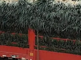 葱叶超宽额外缴费？山东一收费站收费标准被诉太严苛！