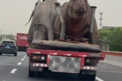 ̫�����ˣ������ϻ���������2ͷ����