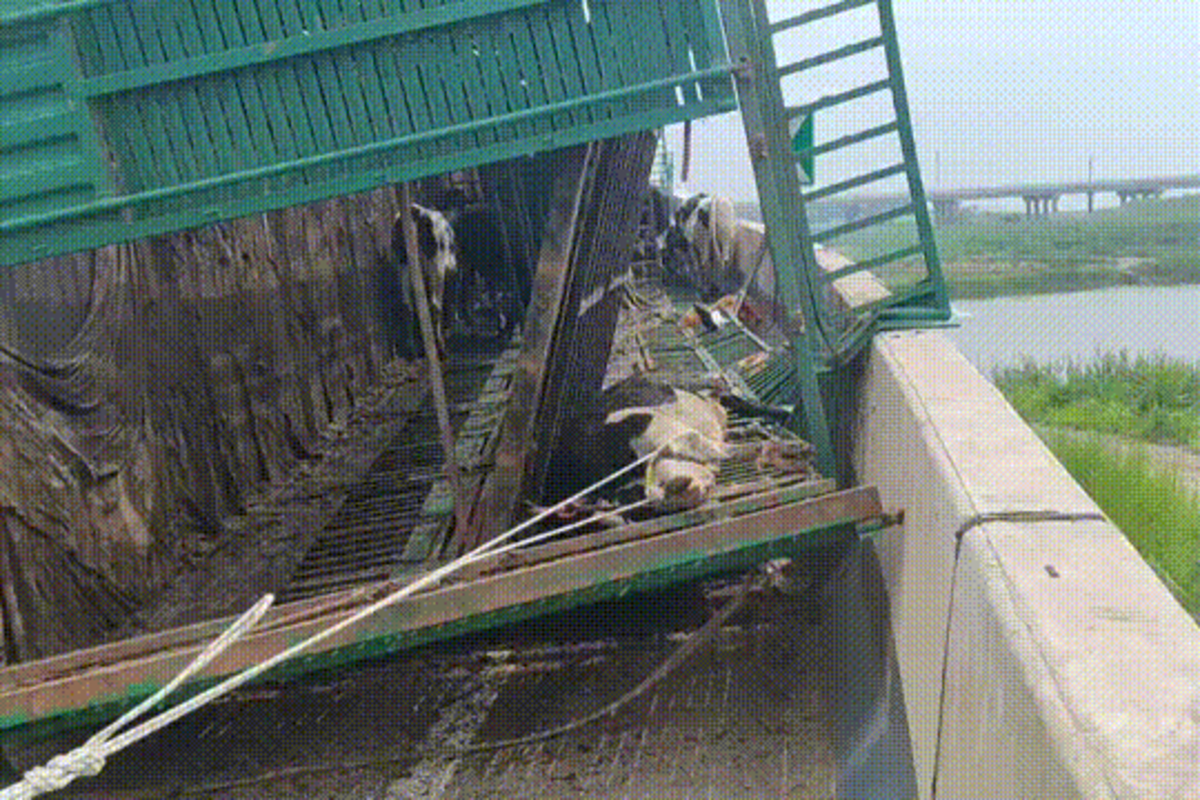 ������71ͷţ���ٲ෭&nbsp;&nbsp;��ֵ630��