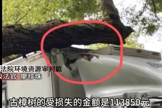 一货车司机因撞断杭州西湖500年古树赔11万