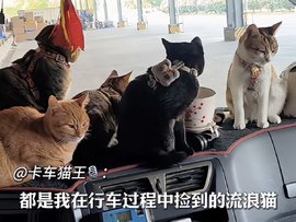 “卡车猫王”结束40多年货车生涯 带九个毛孩子回家