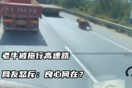 老牛被拖行高速路 网友怒斥：良心何在？