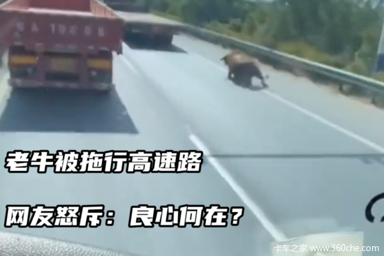 老牛被拖行高速路 网友怒斥：良心何在？