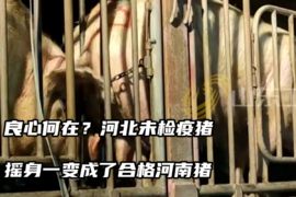 河北未检疫猪 摇身一变成了合格河南猪