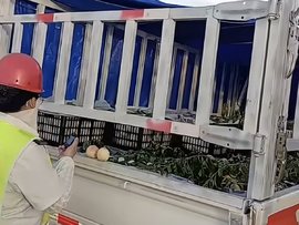 拉桃子走绿通被刁难 收费站非说看不清？