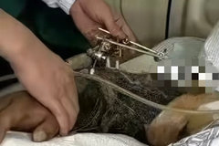 ���Ӹ첲�Ŵ��� ��������ѹ���ϳ�����