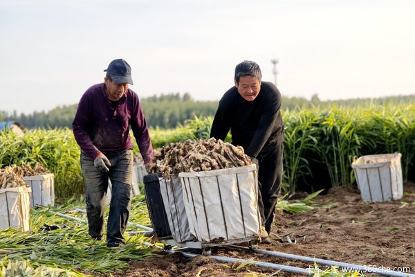 为什么昌邑的轻卡长得和别处不一样？我们下地找到了答案