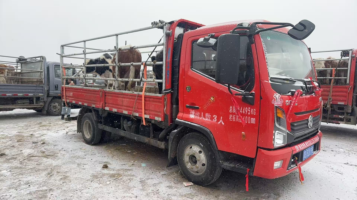 茫茫草原牛羊壮 东风轻卡美名扬